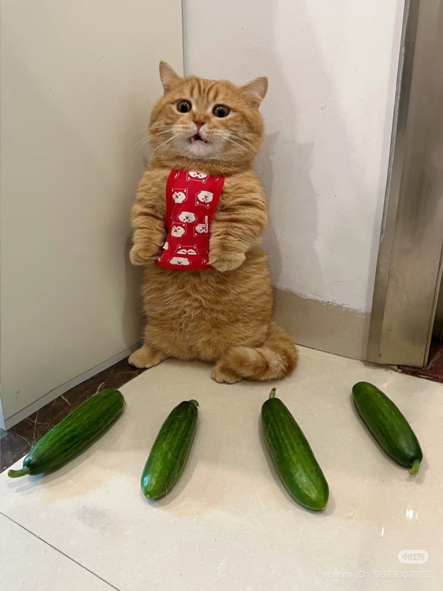 困住貓咪的好方法| 4Gamers