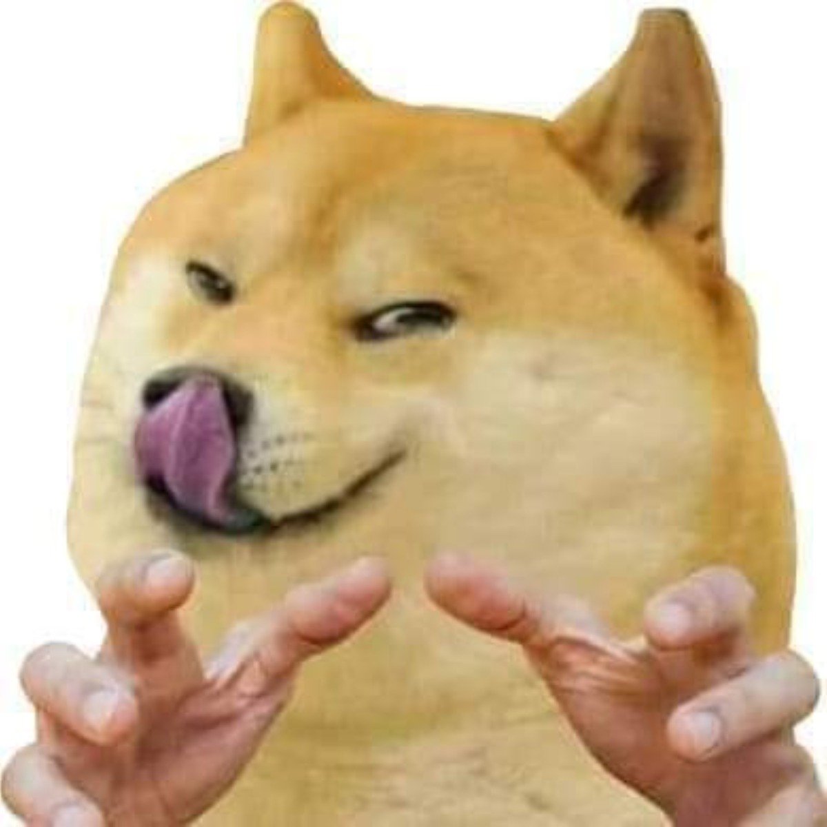 真色色柴犬 4gamers