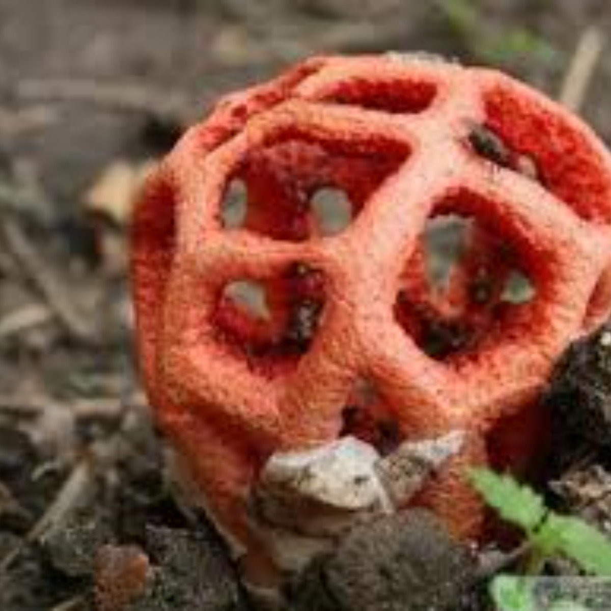 紅籠頭菌是鬼筆科真菌的一種 它成熟的子實體外形像一個中空的紅色格子球體 因而被稱為 紅籠子 未熟 4gamers