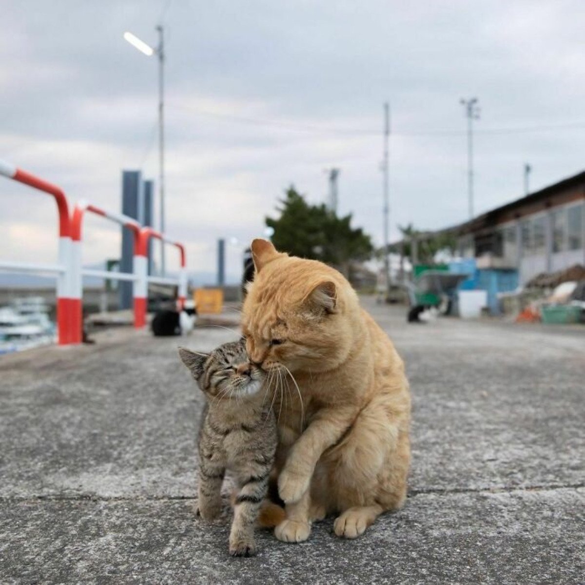 Уличные коты