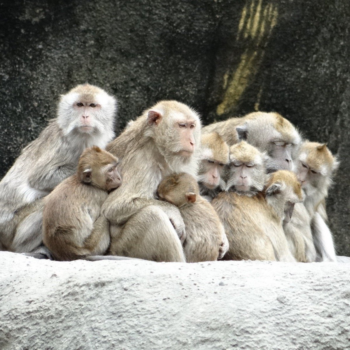 抱團取暖| 4Gamers