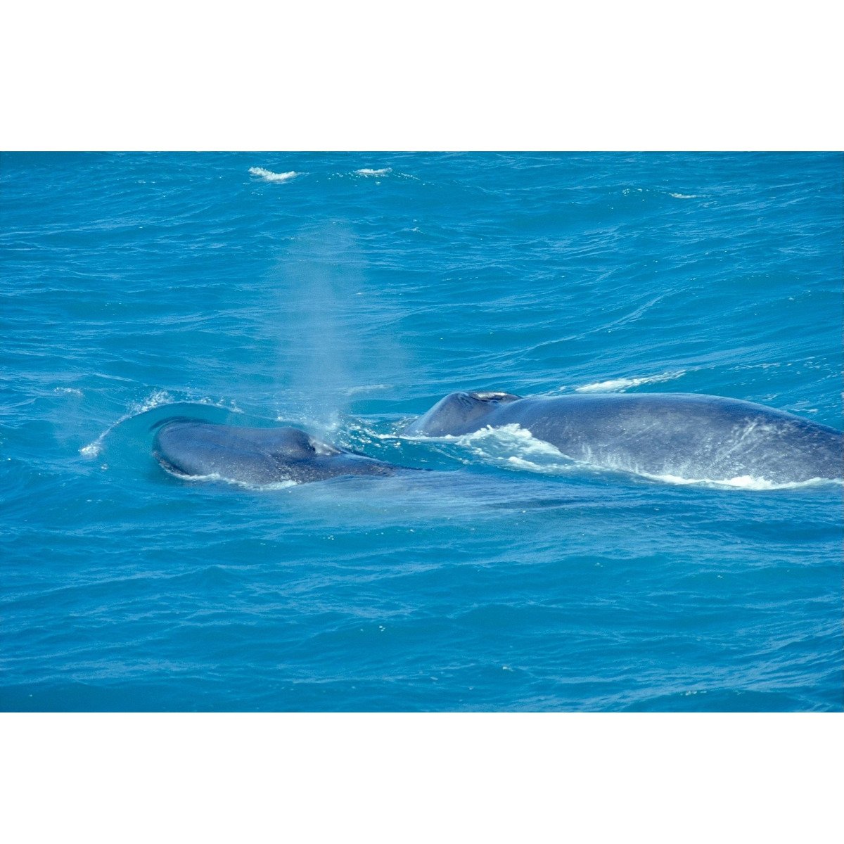 藍鯨，地球上現存體型最大的動物，長超過33米，重達177公噸，但如此巨大的藍鯨主食居然是磷蝦(藍鯨… | 4Gamers