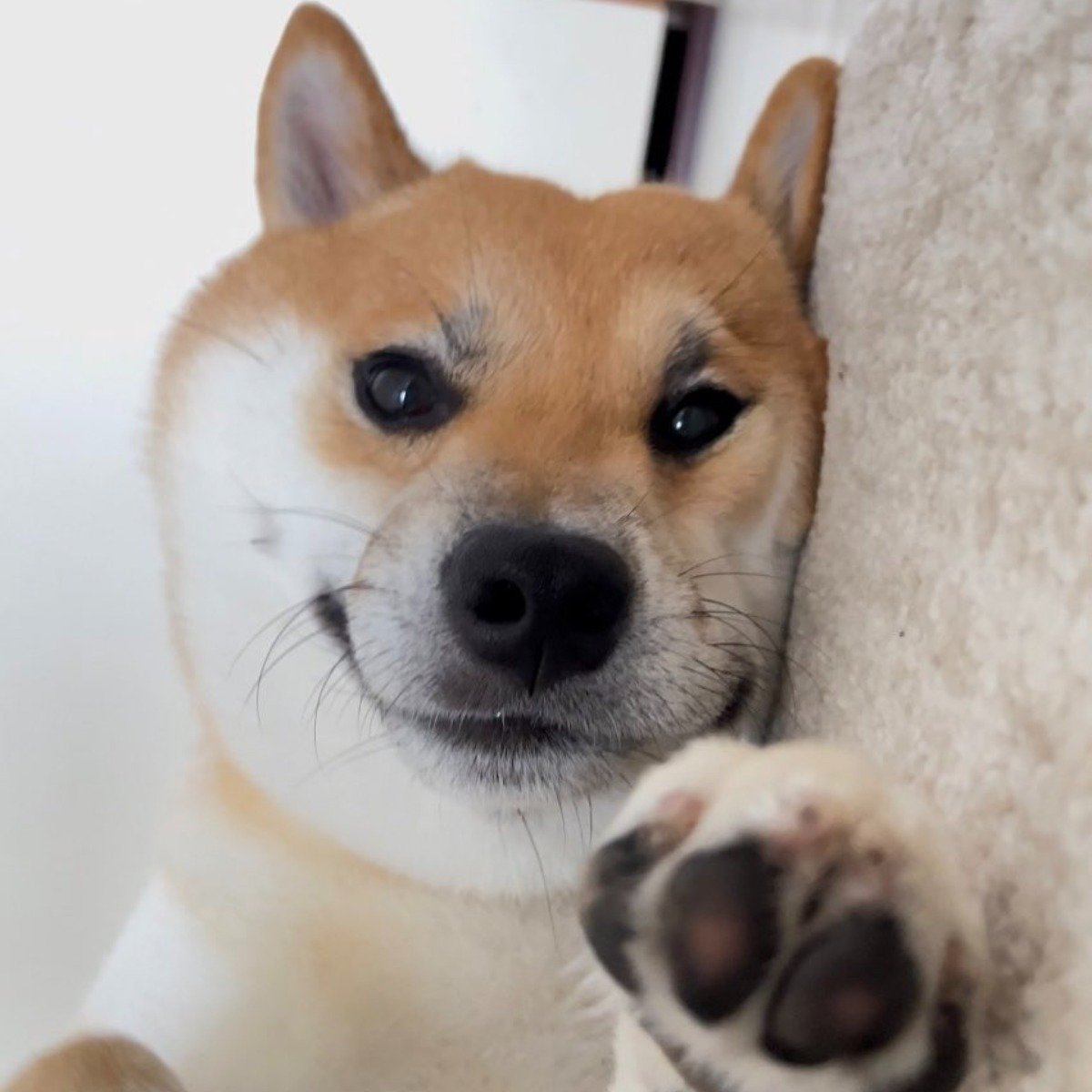 我也想要一隻柴犬在旁邊陪我睡覺圖源: https://twitter.com/fufufufuf… | 4Gamers