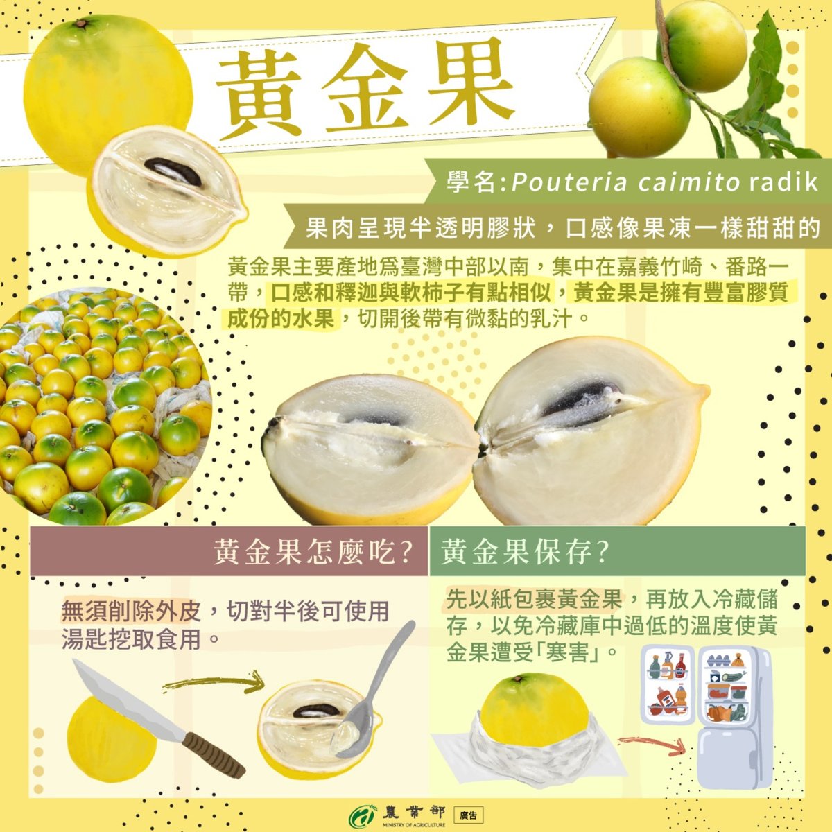 吃過黃金果嗎? | 4Gamers