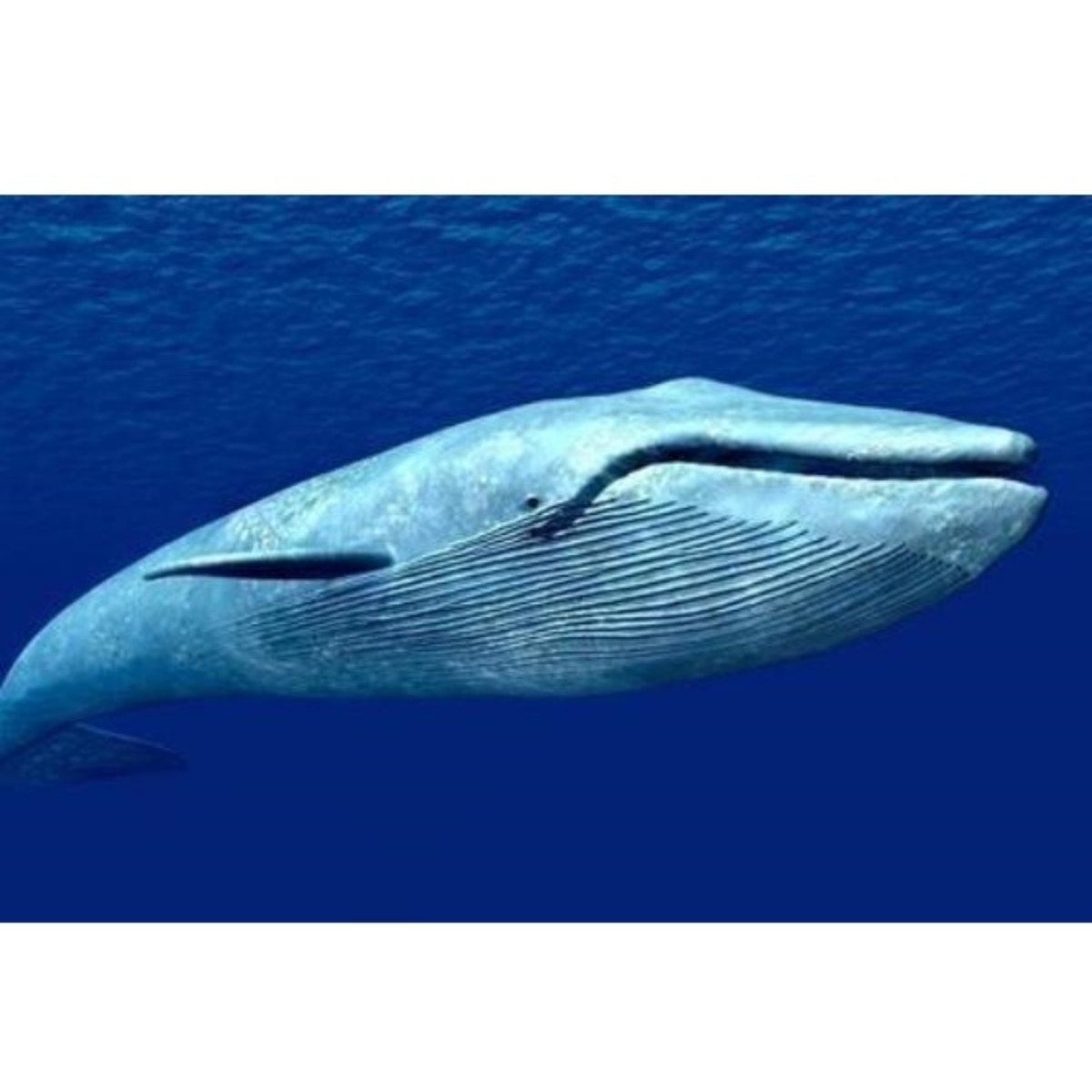 鯨 人 pixiv