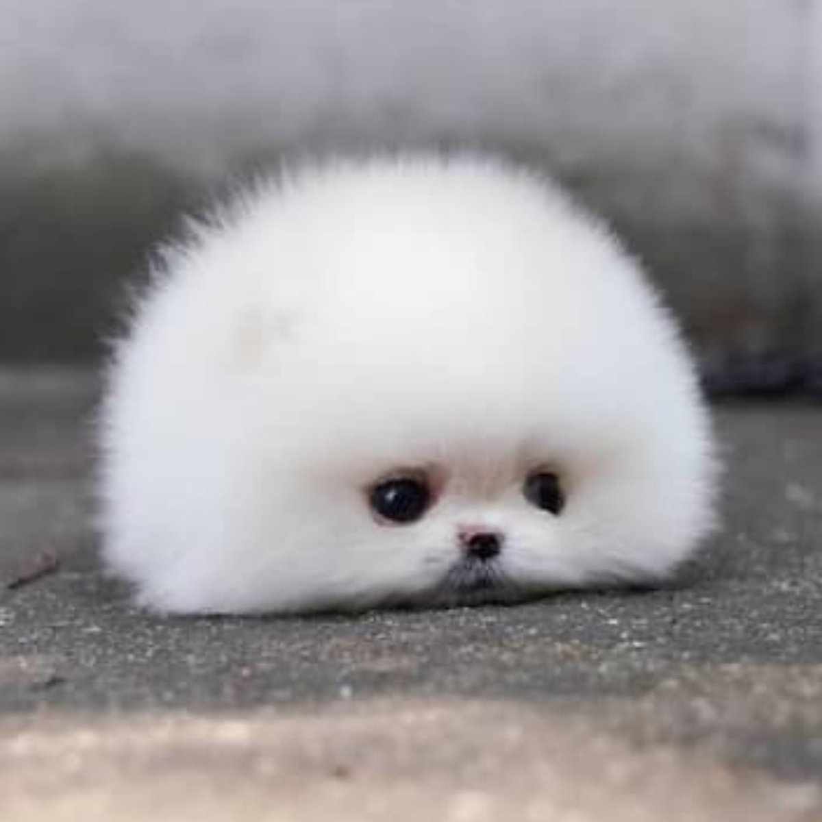 如果要養狗，大家會首推哪種品種？ | 4Gamers