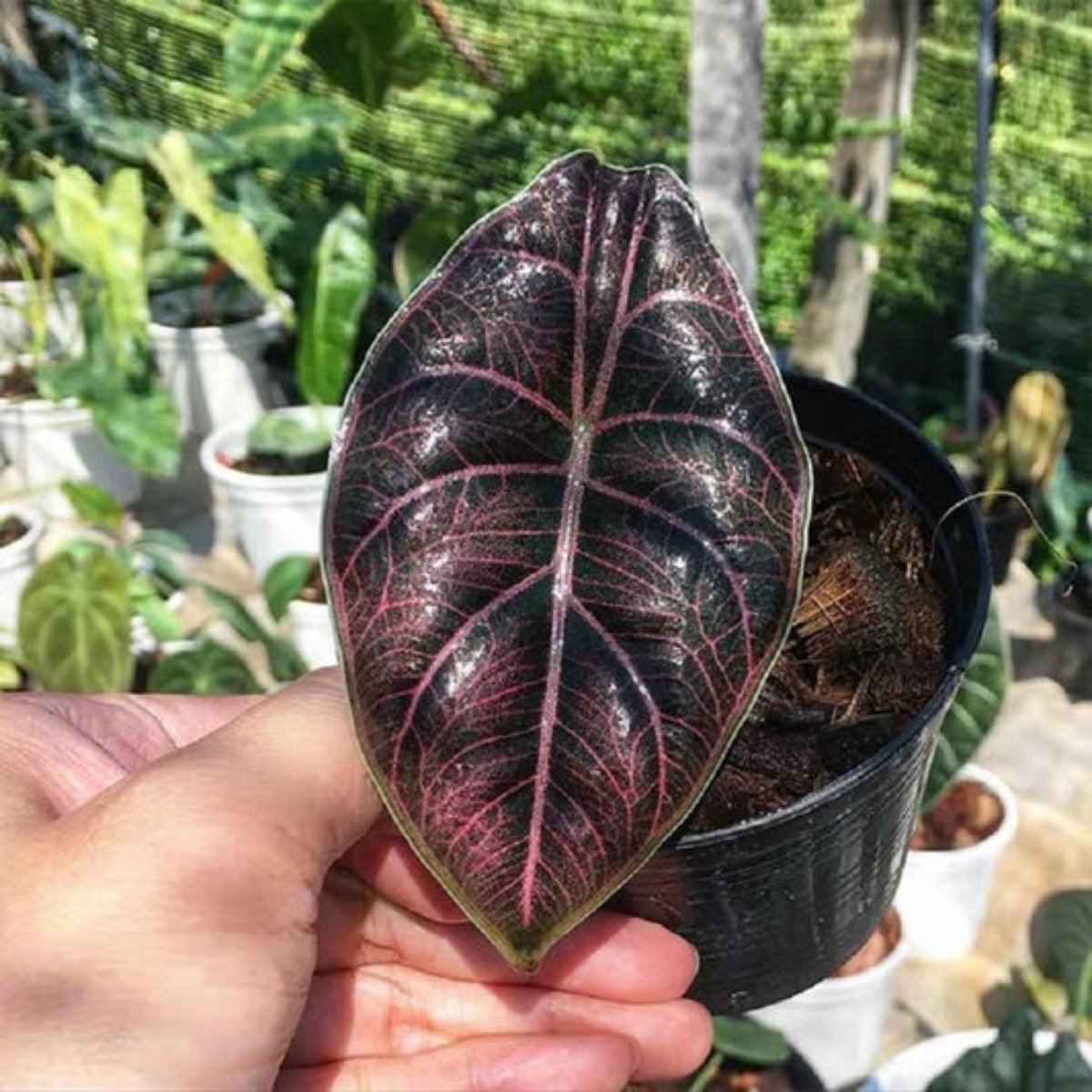 海芋天南星科海芋屬多年生草本植物 花量最盛期在三至四月 是大型觀葉植物 宜用大盆或木桶栽培 適於佈 4gamers