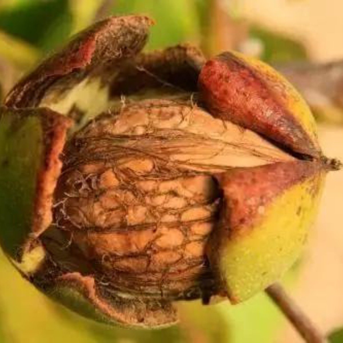 山胡桃 殼薄 無褶皺 個體較小 呈倒卵形 產自北美 山胡桃的果實具有極高的營養價值和獨特的口感風味 4gamers