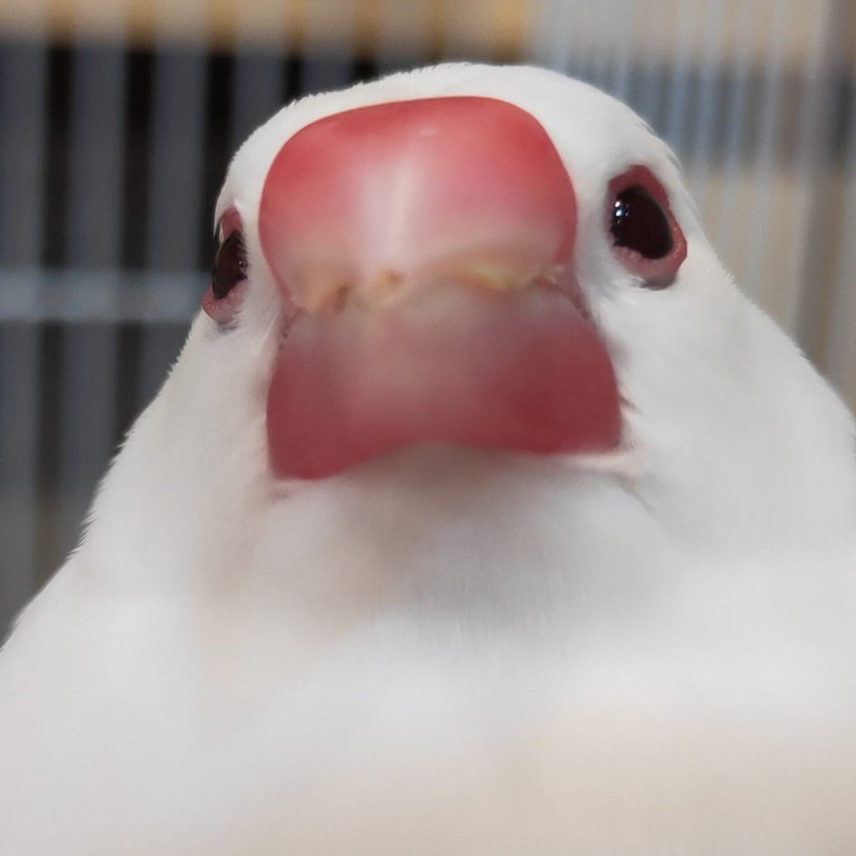 可愛的白文鳥 4gamers